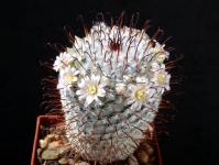 Thumbnail of 1911_Mammillaria perezdelarosae_20160426_01(1).JPG